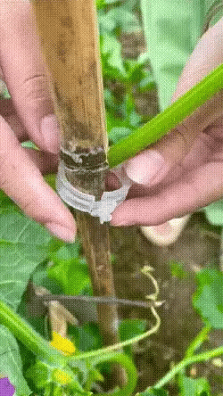 StemLock™ – Industrial-Grade Plant Support Clips